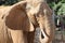 African elephant in zoo