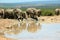 African elephants