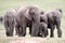 African Elephants