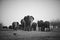 African Elephants