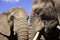 African Elephants