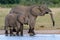 African elephants