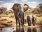 African elephants