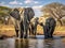 African Elephants