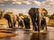 African elephants