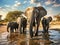 African elephants