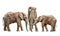 African elephants