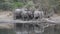 African elephants