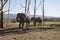 African elephants.