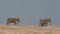 African elephants against blue sky