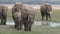 African elephants in Amboseli