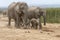 African elephants with babies