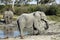 African elephants - Botswana