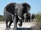 African Elephants - Botswana