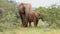 African Elephants Browsing on a Thorny Tree