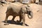 African elephants calf is elephant of the genus Loxodonta.