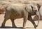 African elephants calf is elephant of the genus Loxodonta.