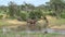 African elephants came to the water on a hot day.