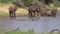 African elephants came to the water on a hot day. Watering hole.