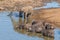 African elephants and cape buffaloes drinking water