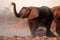 African elephants covered in dust