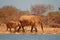 African elephants covered in dust