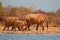 African elephants covered in dust