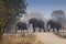 African elephants crossing railway in Zambia, Africa