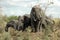 African Elephants drinking