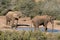 African Elephants Drinking