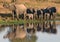 African elephants drinking and calf at waterhole