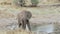 African elephants drinking at a muddy waterhole