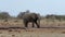 African elephants drinking at a muddy waterhole