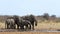 African elephants drinking at a muddy waterhole