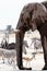 African elephants drinking at a muddy waterhole with other animals