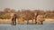 African elephants drinking water