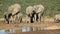 African elephants drinking water