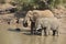 African elephants drinking water