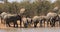 African elephants drinking water