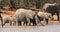 African elephants drinking water