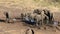 African elephants drinking water - Kruger National Park