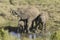 African Elephants drinking water at pond in afternoon light at Lewa Conservancy, Kenya, Africa