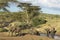 African Elephants drinking water at pond in afternoon light at Lewa Conservancy, Kenya, Africa