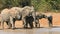 African elephants drinking at a waterhole