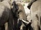 African elephants at Elephant sand waterhole, Botswana