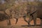 African elephants facing each other with a dusty face