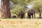 African elephants Family in Tarangire National Park, Tanzania