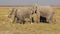 African elephants feeding