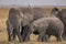 African Elephants feeding at Amboseli national Park ,Kenya.