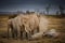 African Elephants feeding at Amboseli national Park ,Kenya.